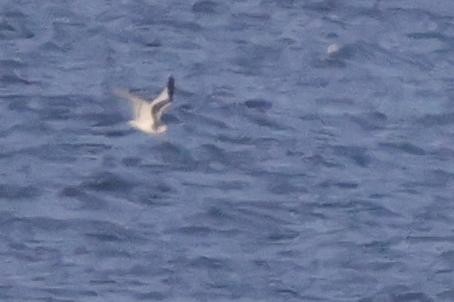 Sabine's Gull - ML486483281