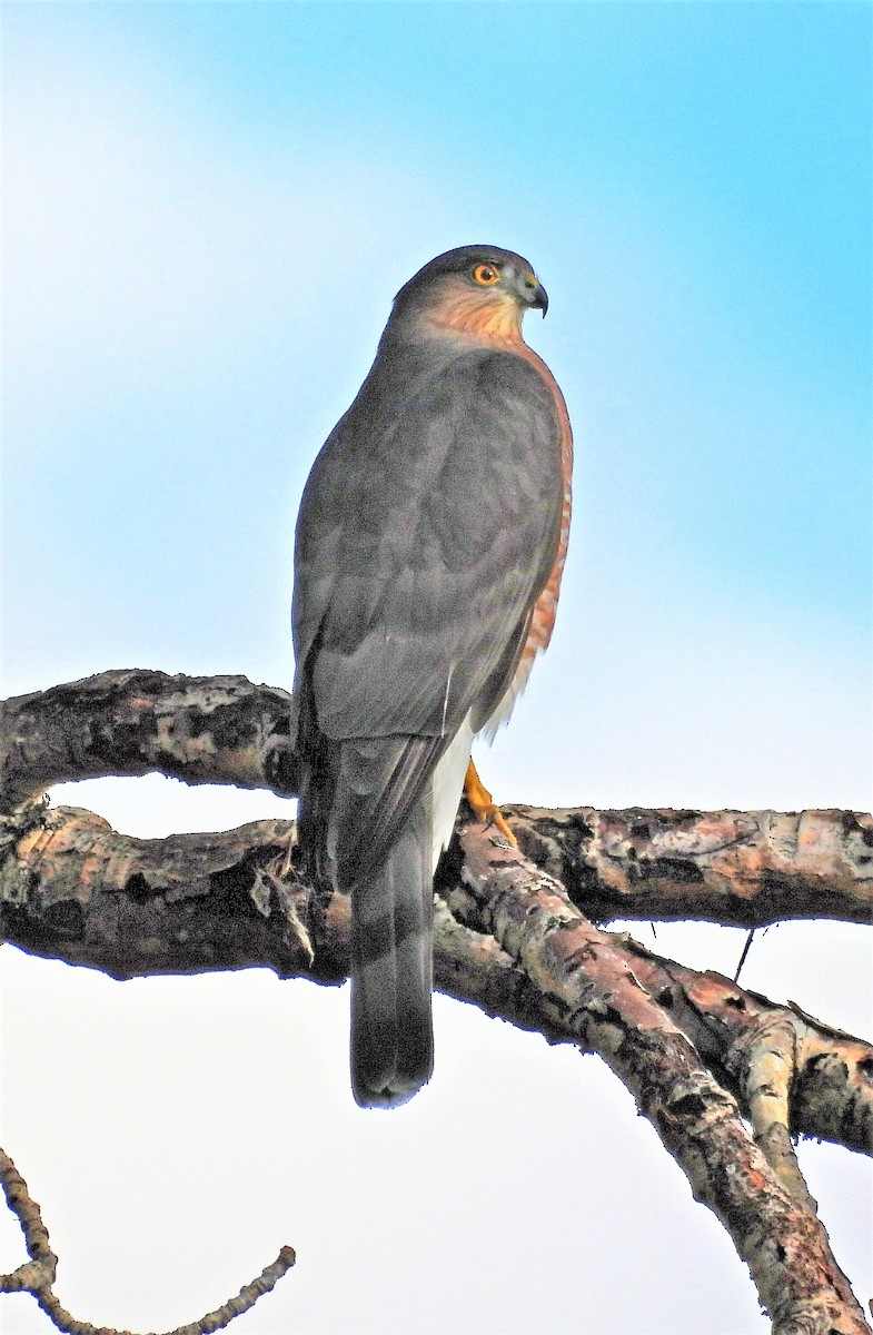 Sharp-shinned Hawk - Sharon Dewart-Hansen