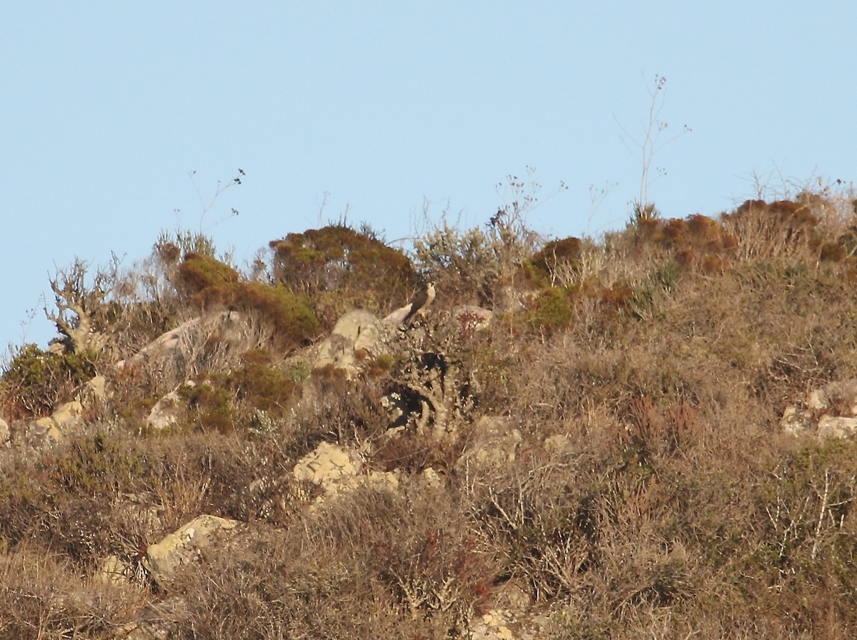 Peregrine Falcon (African) - Gil Ewing