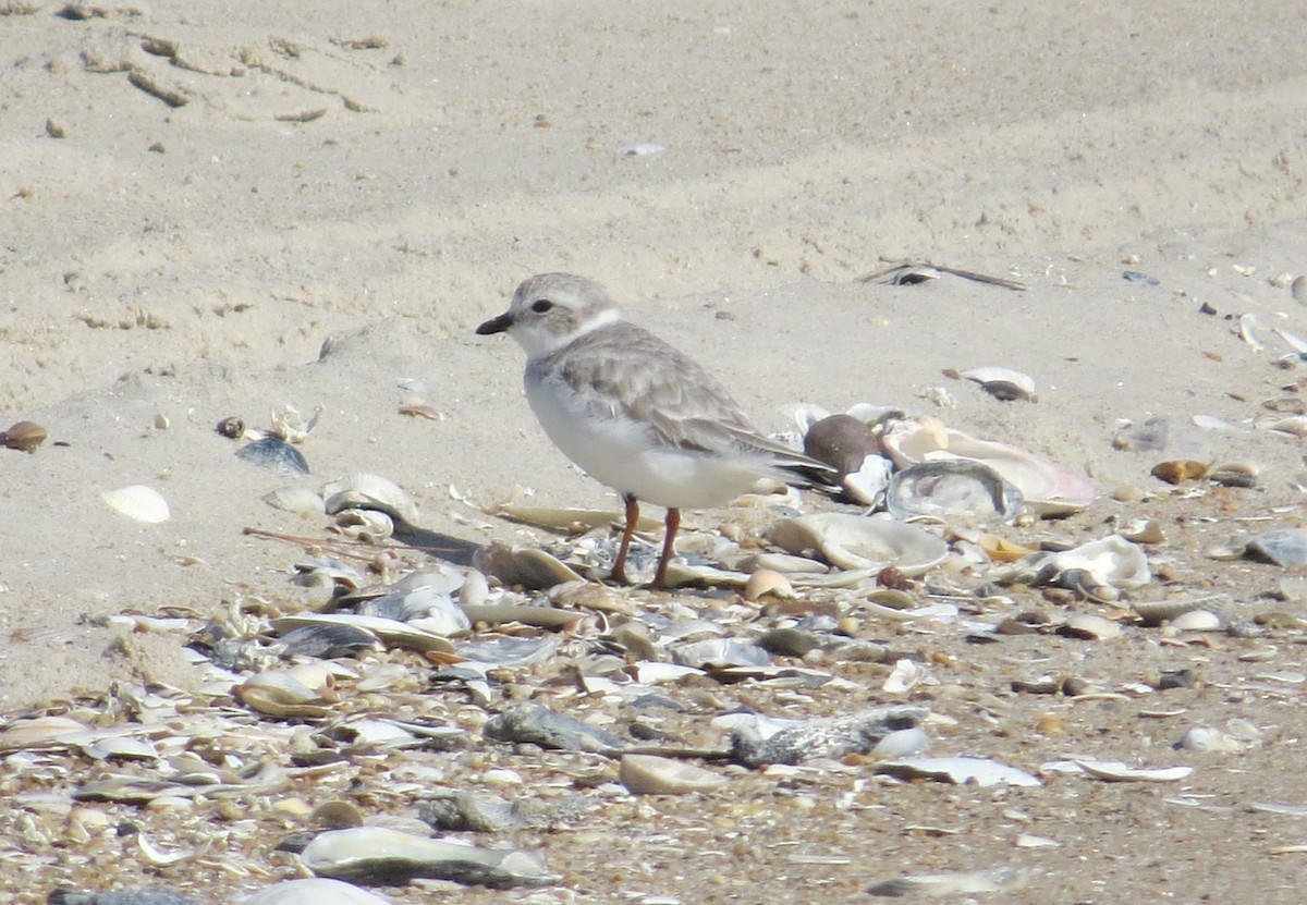 Piping Plover - ML486485091
