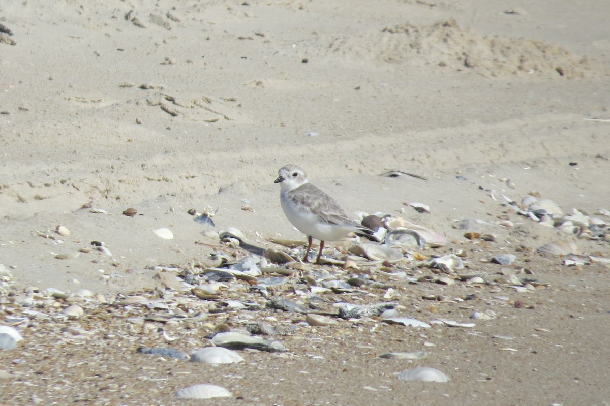 Piping Plover - ML486485191