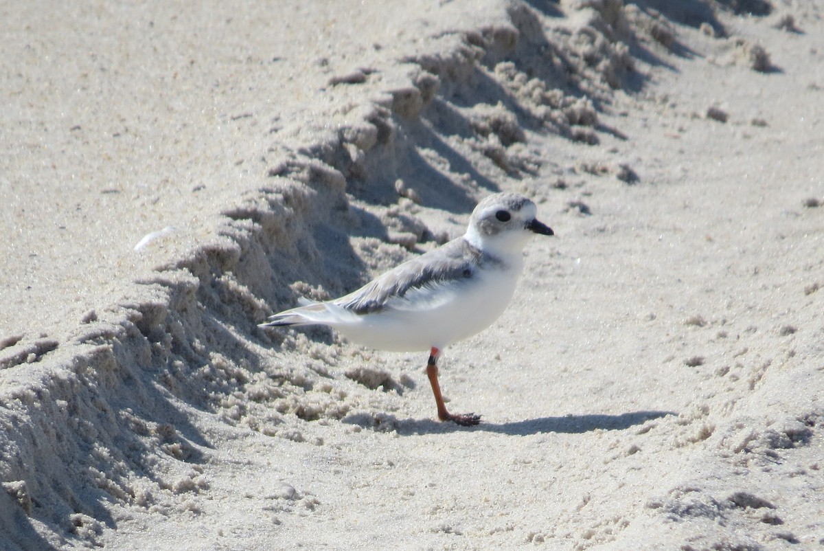 Piping Plover - ML486485281