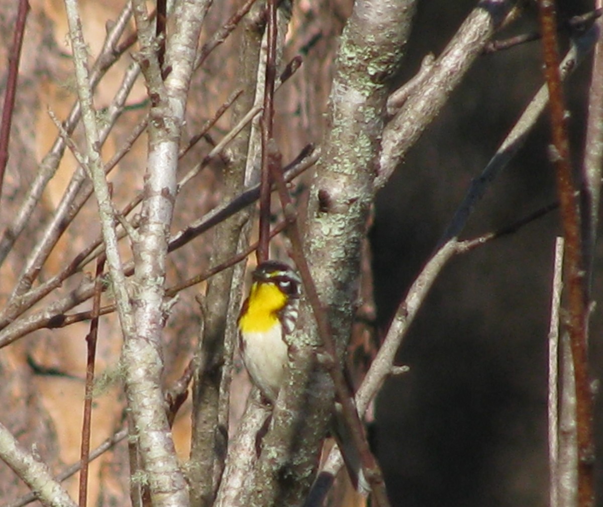 Yellow-throated Warbler - ML48648561