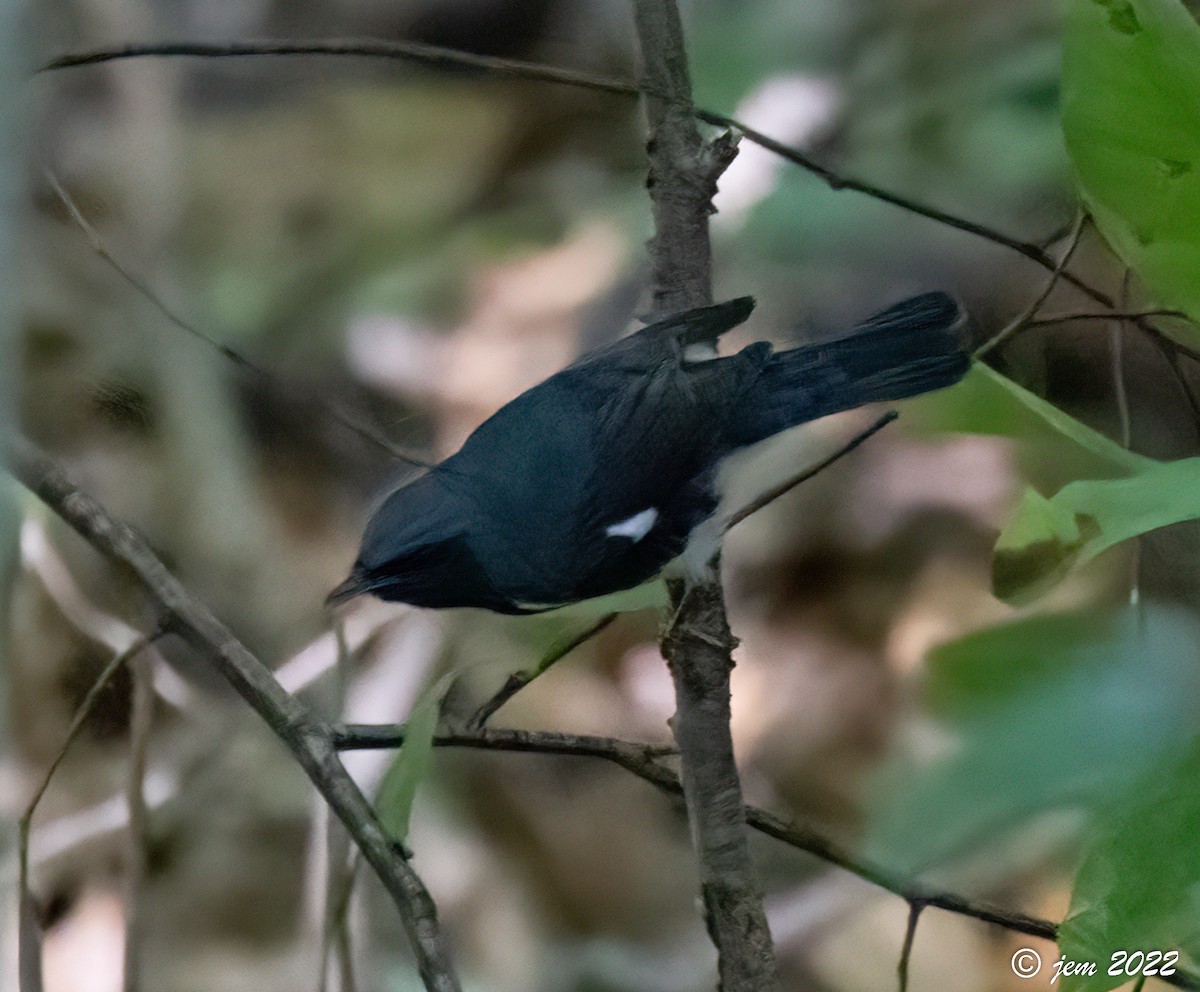 Black-throated Blue Warbler - ML486485841