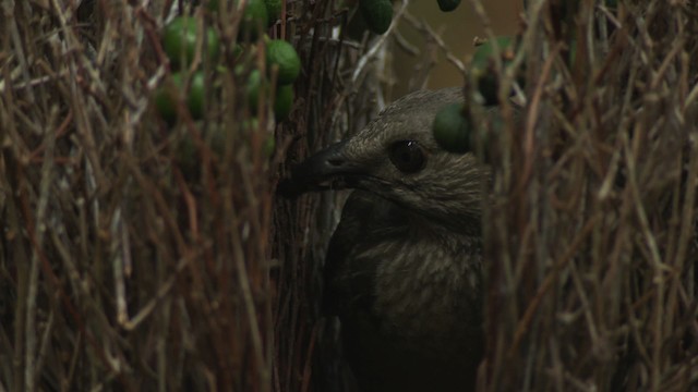 Fawn-breasted Bowerbird - ML486486