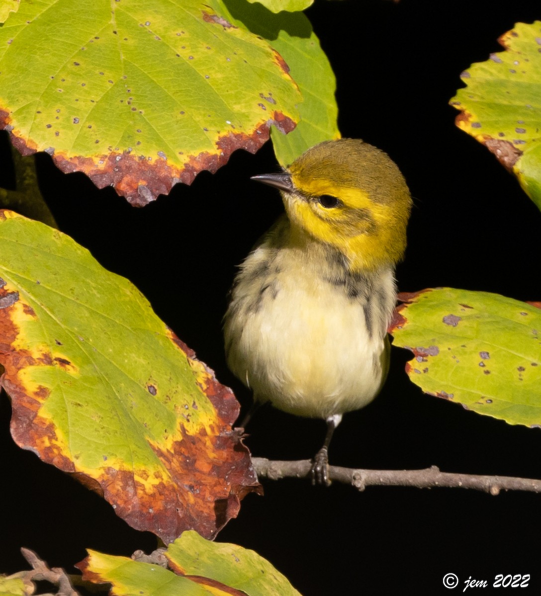 Black-throated Green Warbler - ML486486161