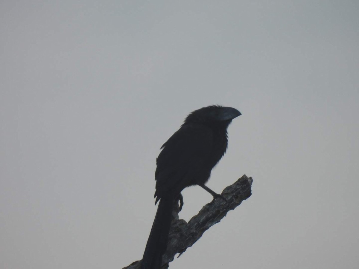 Groove-billed Ani - ML486486651