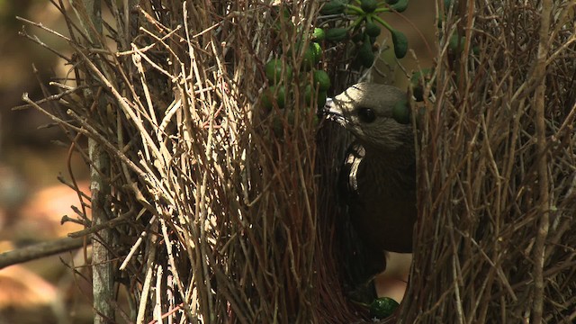 Fawn-breasted Bowerbird - ML486487