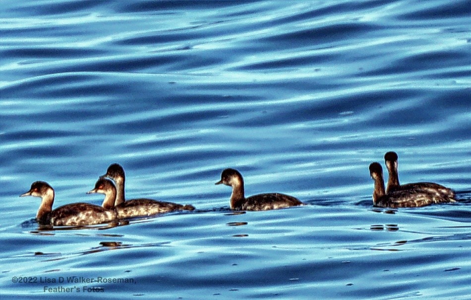 Eared Grebe - ML486487161