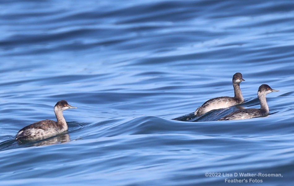 Eared Grebe - ML486487171