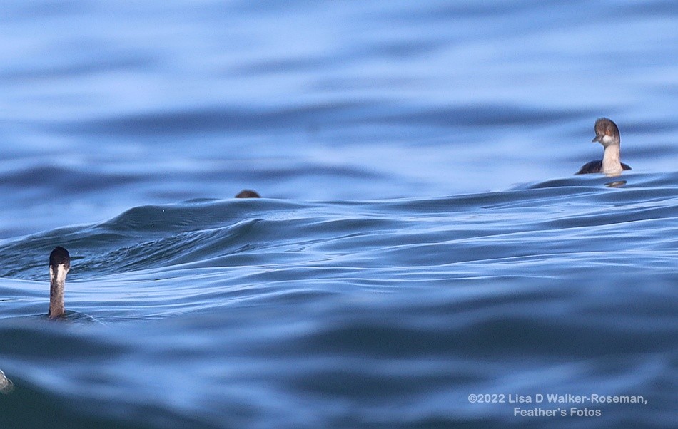 Eared Grebe - Lisa Walker-Roseman