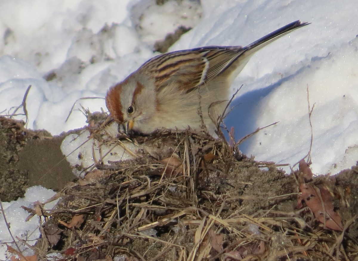 American Tree Sparrow - ML48648751