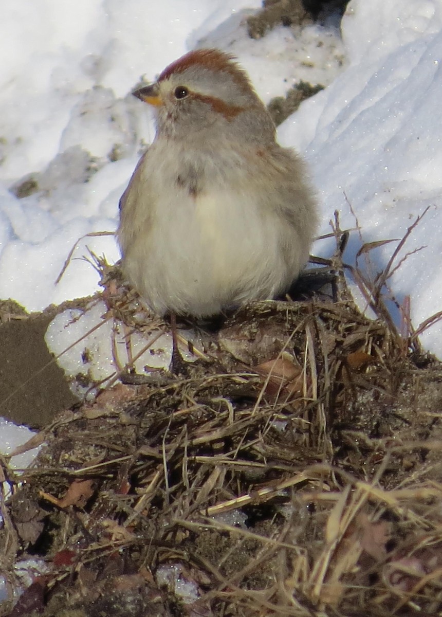 American Tree Sparrow - ML48648811