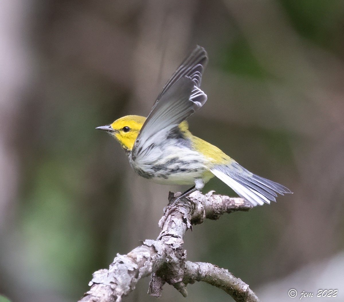 Black-throated Green Warbler - ML486488251