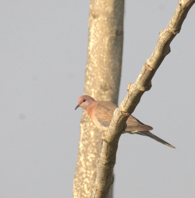 Laughing Dove - ML486488361