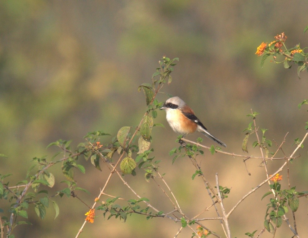 Bay-backed Shrike - VIKRAM TIWARI
