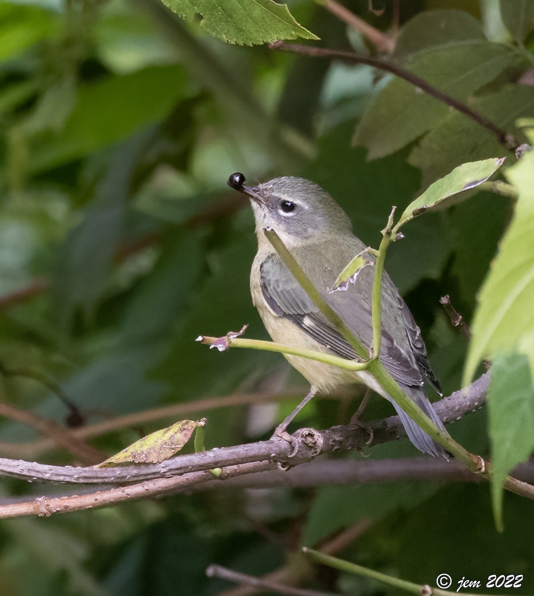 Black-throated Blue Warbler - ML486489931