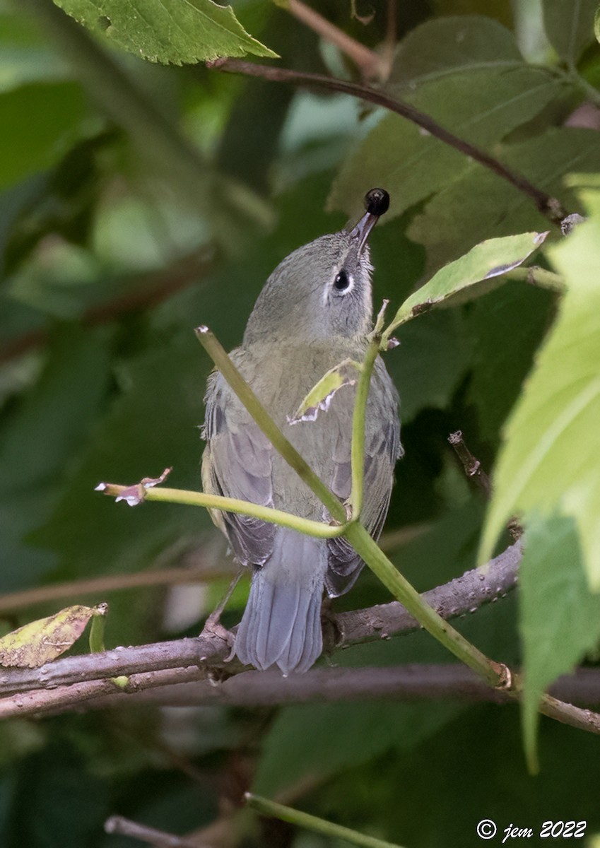 Black-throated Blue Warbler - ML486489941