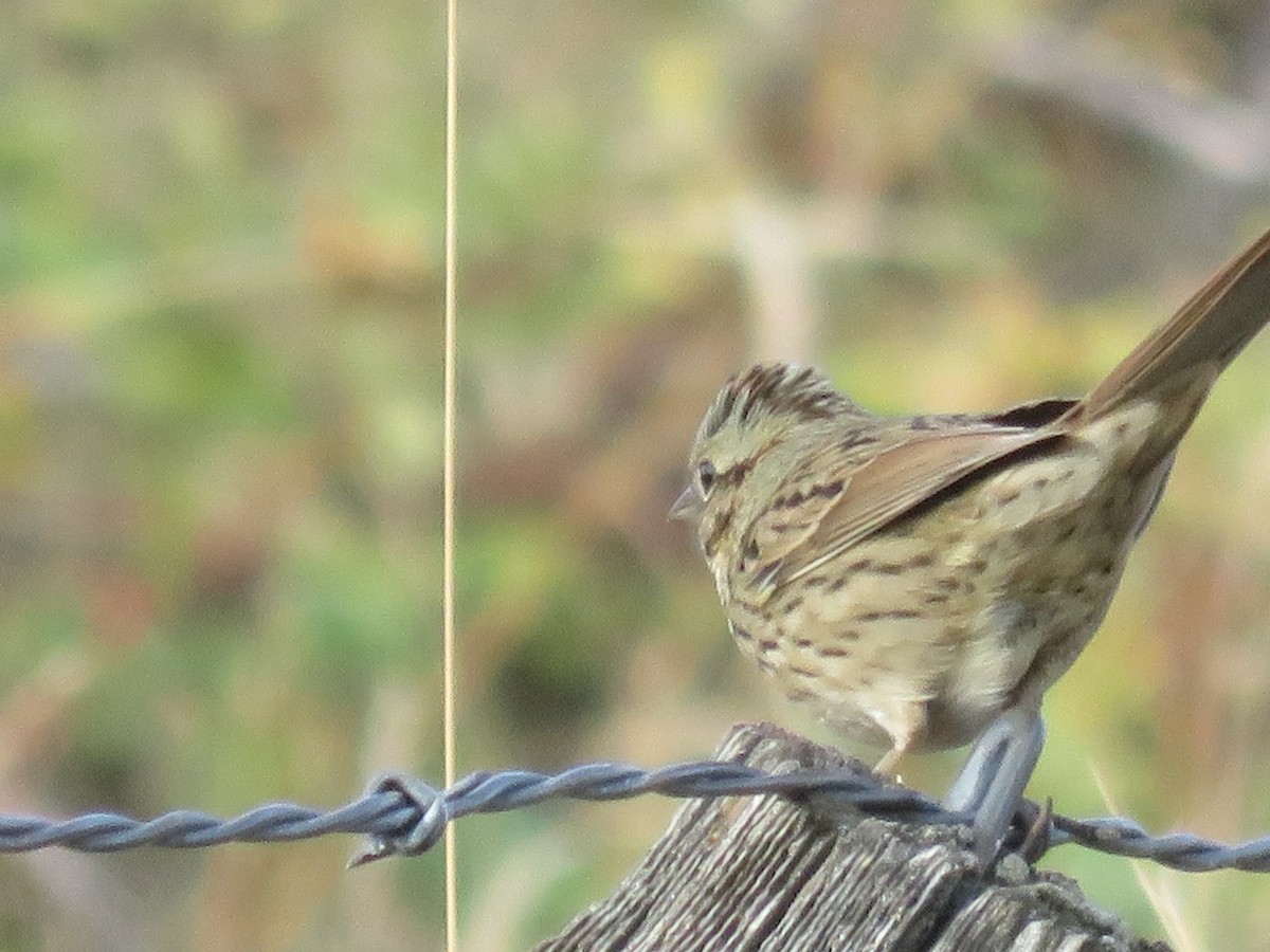 Lincoln's Sparrow - ML486491911