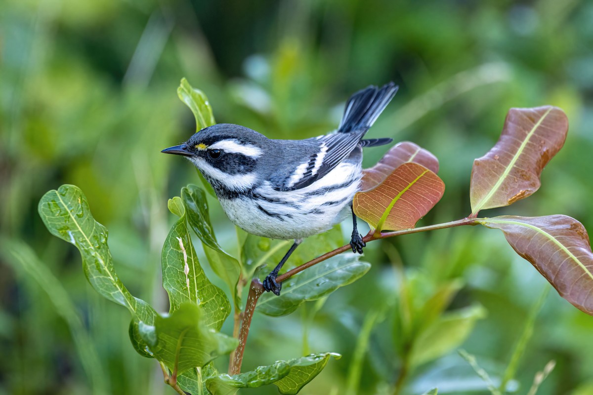 Black-throated Gray Warbler - Russell Campbell