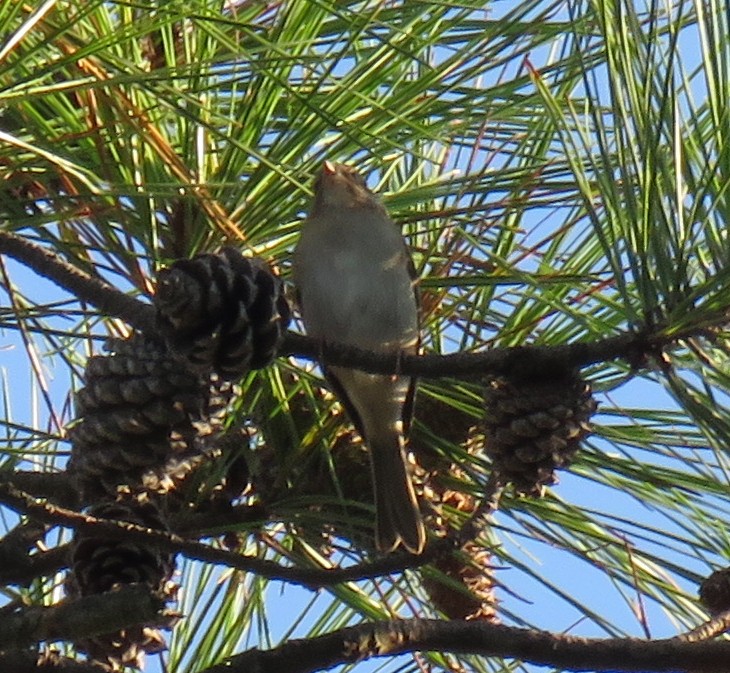 Chipping Sparrow - ML486493711