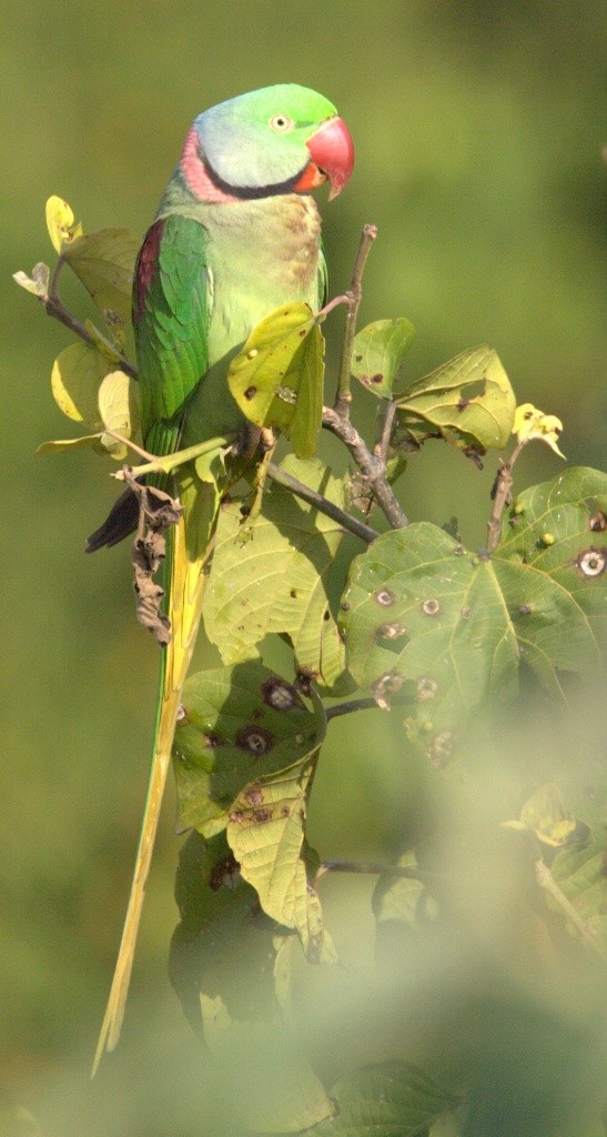 Alexandrine Parakeet - VIKRAM TIWARI