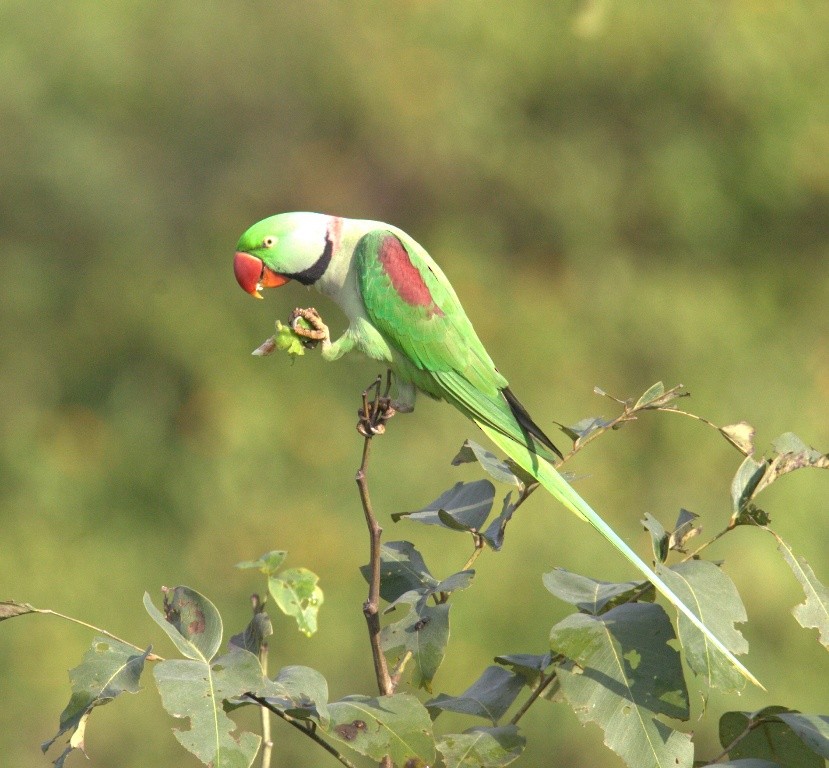 Alexandrine Parakeet - ML486493811