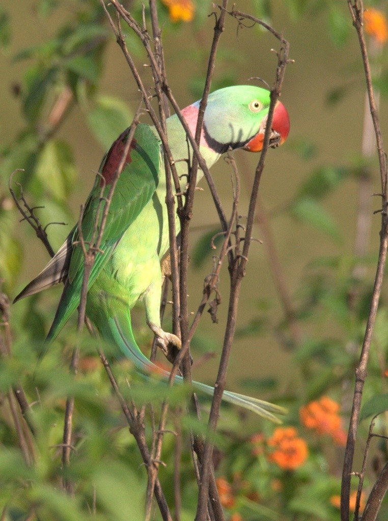 Alexandrine Parakeet - ML486493841