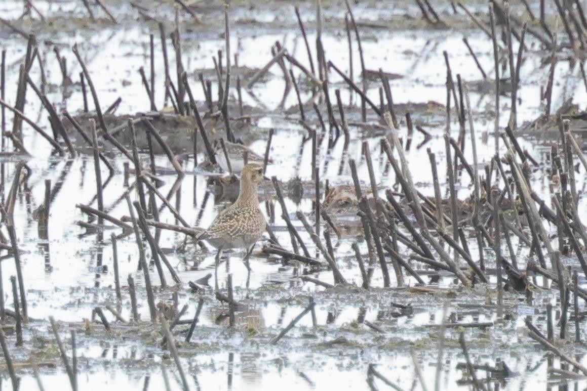 American Golden-Plover - ML486494191