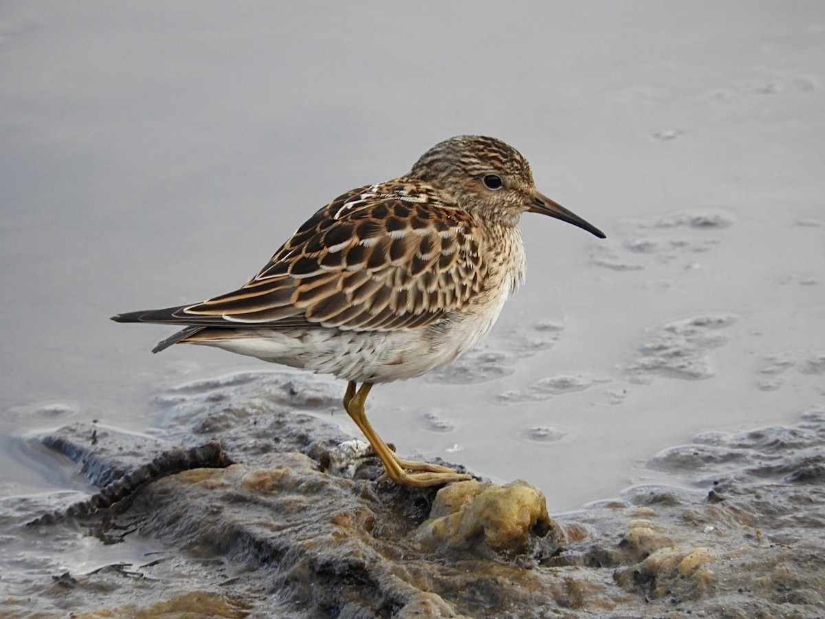 Graubrust-Strandläufer - ML486494271