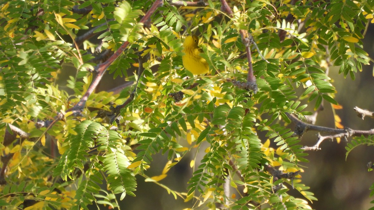 Yellow Warbler - Karen Evans