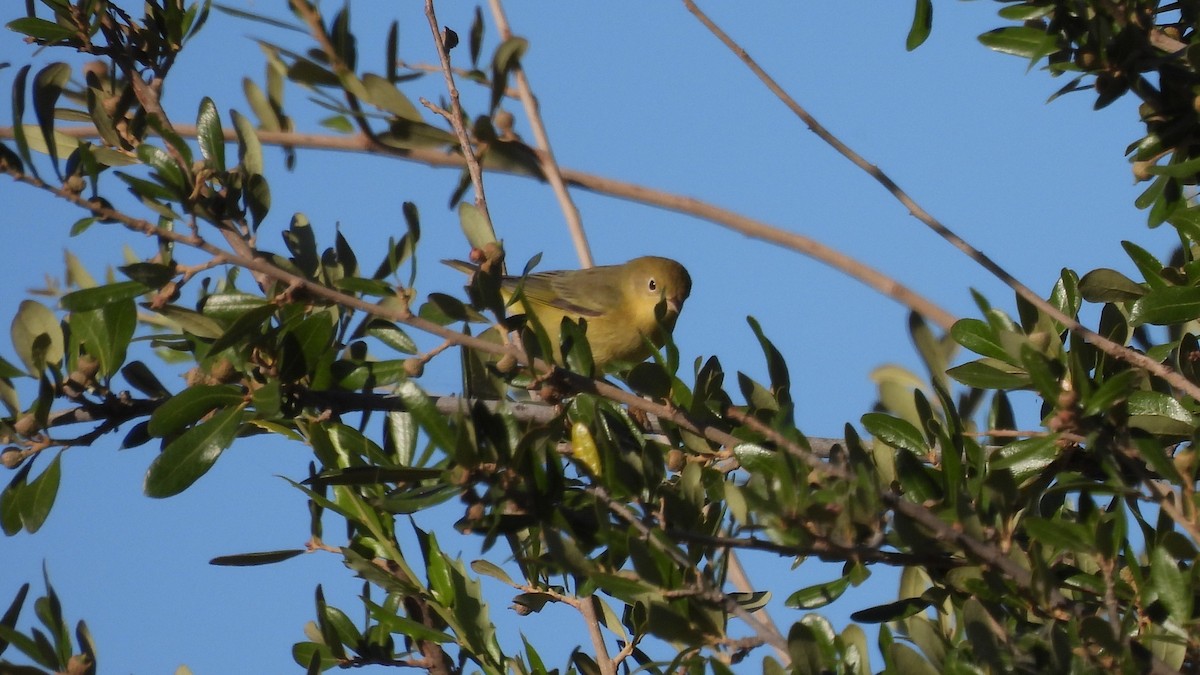 Yellow Warbler - Karen Evans