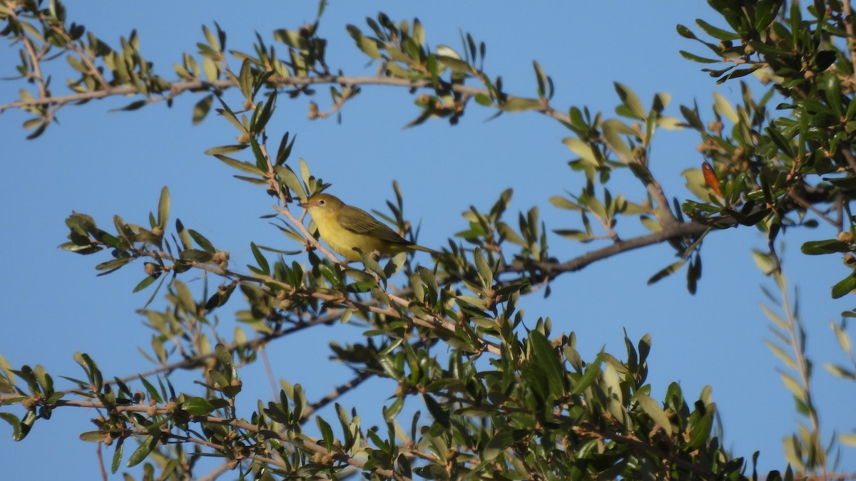 Yellow Warbler - ML486494391