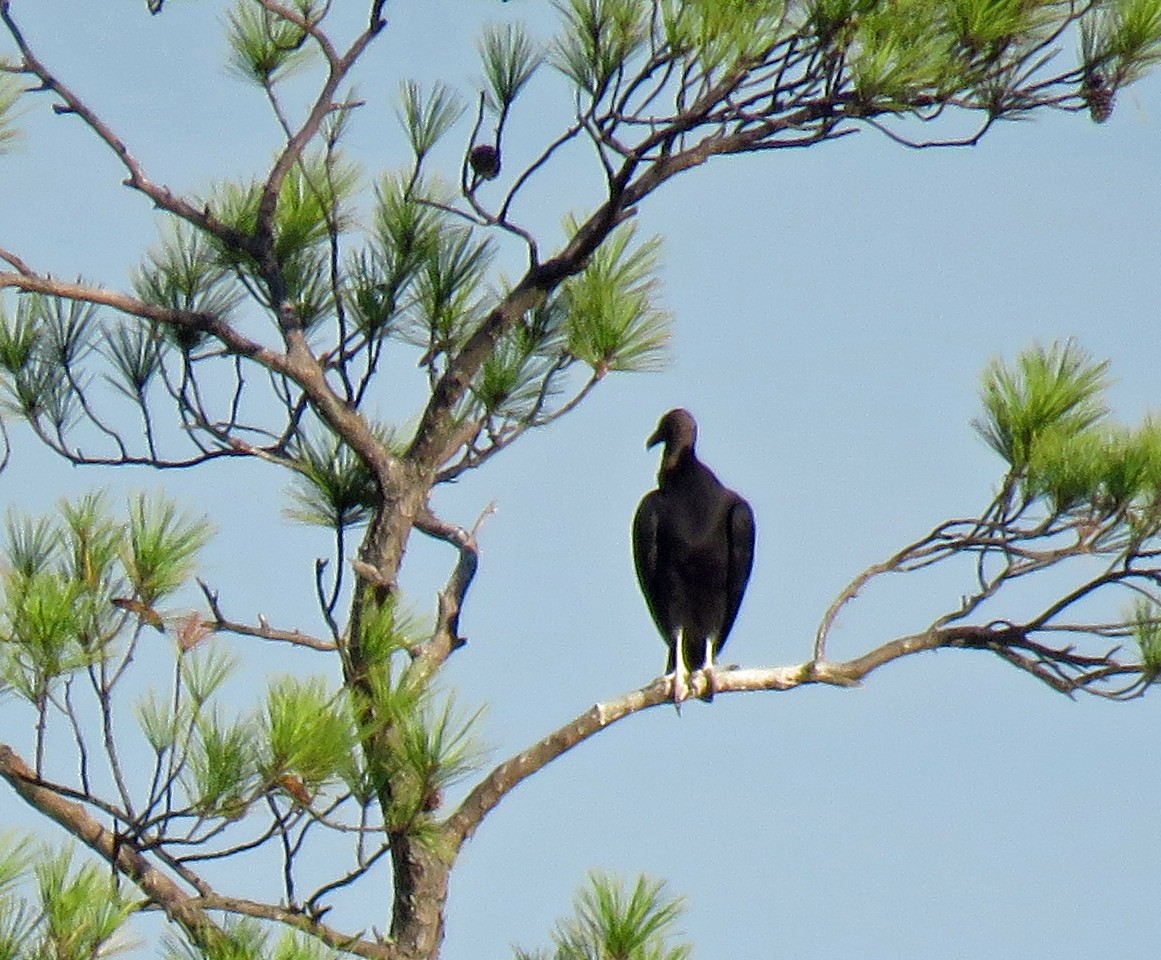 Black Vulture - ML486494531