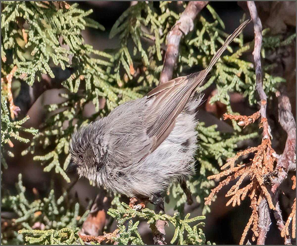 Bushtit (Interior) - ML486494941