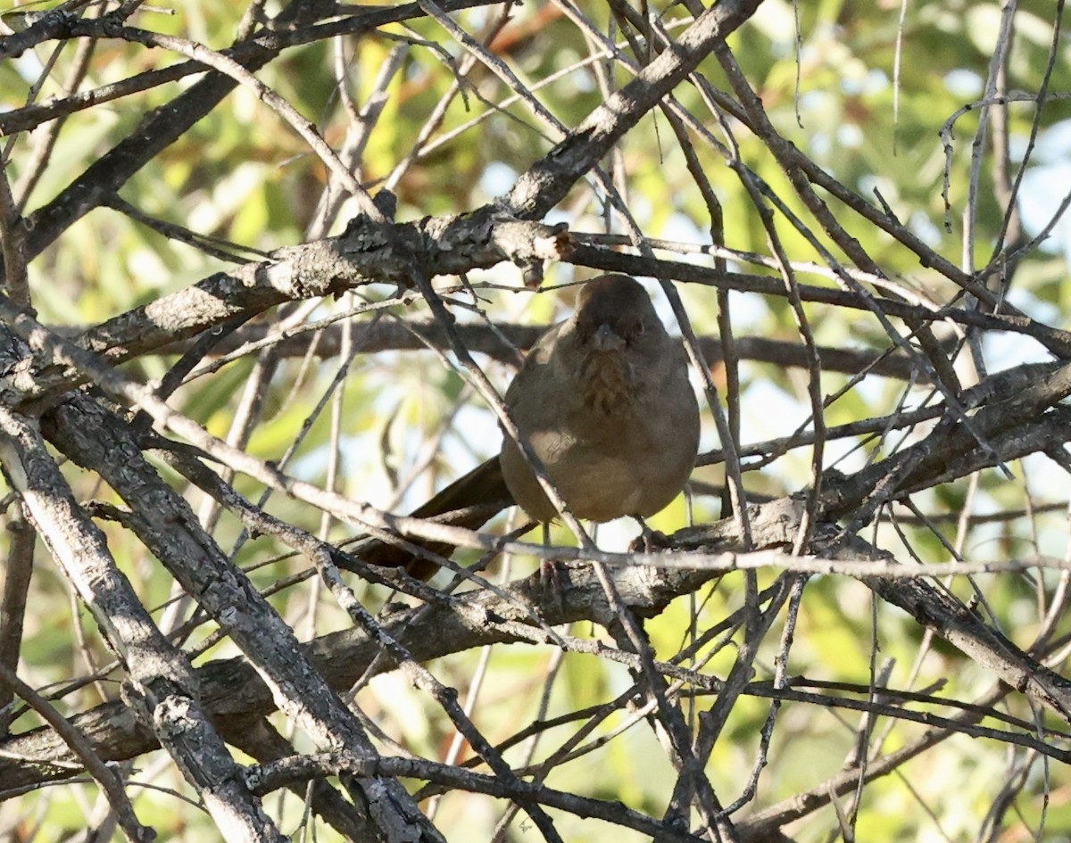 California Towhee - ML486495531