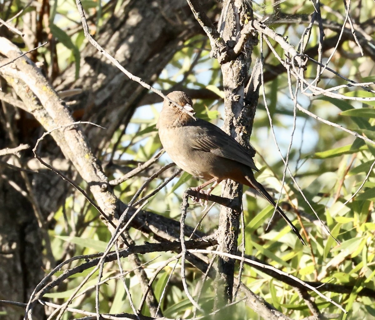 California Towhee - ML486495691