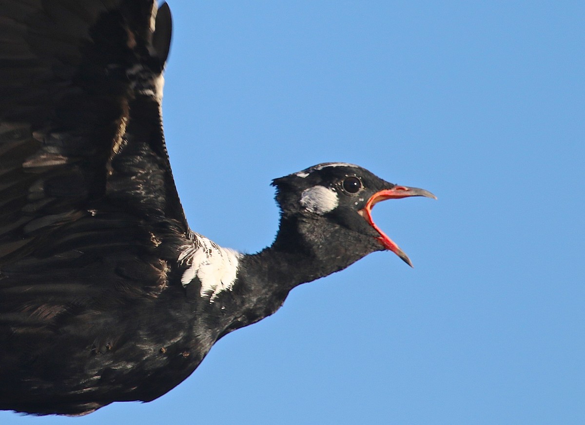 Black Bustard - ML48649631