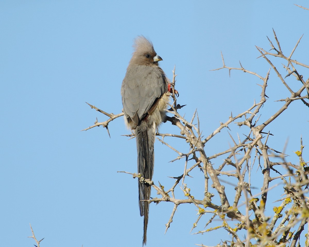 White-backed Mousebird - Gil Ewing