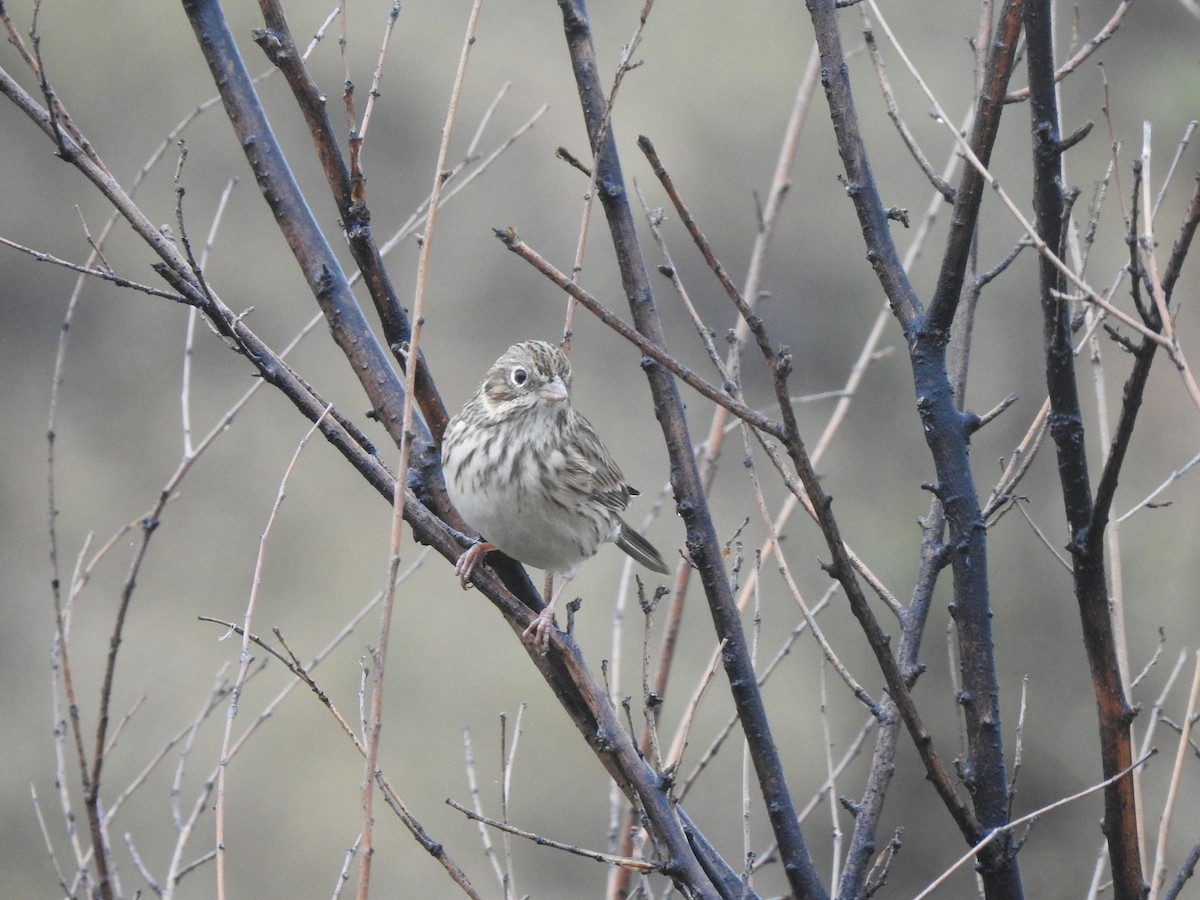 Vesper Sparrow - ML486496971