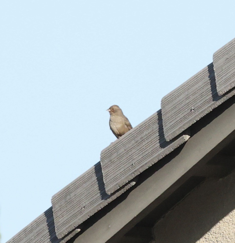 California Towhee - ML486497351