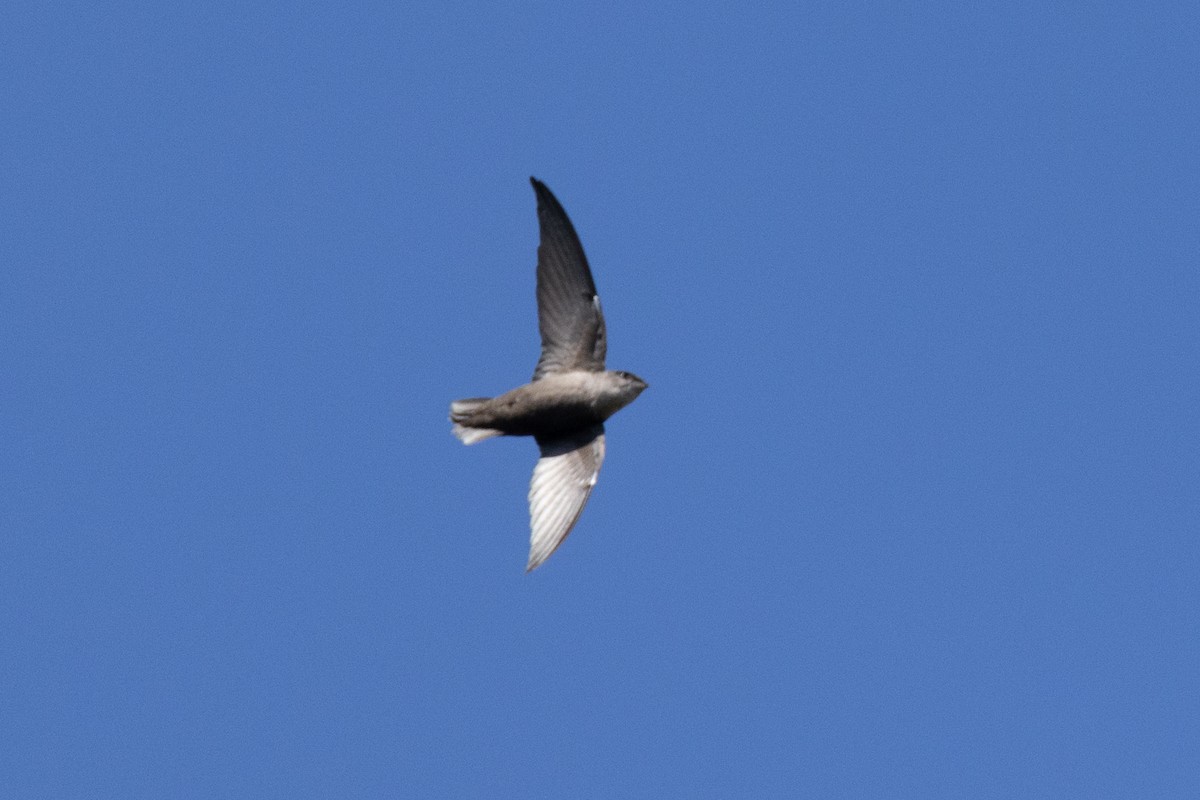 Chimney Swift - ML486497941