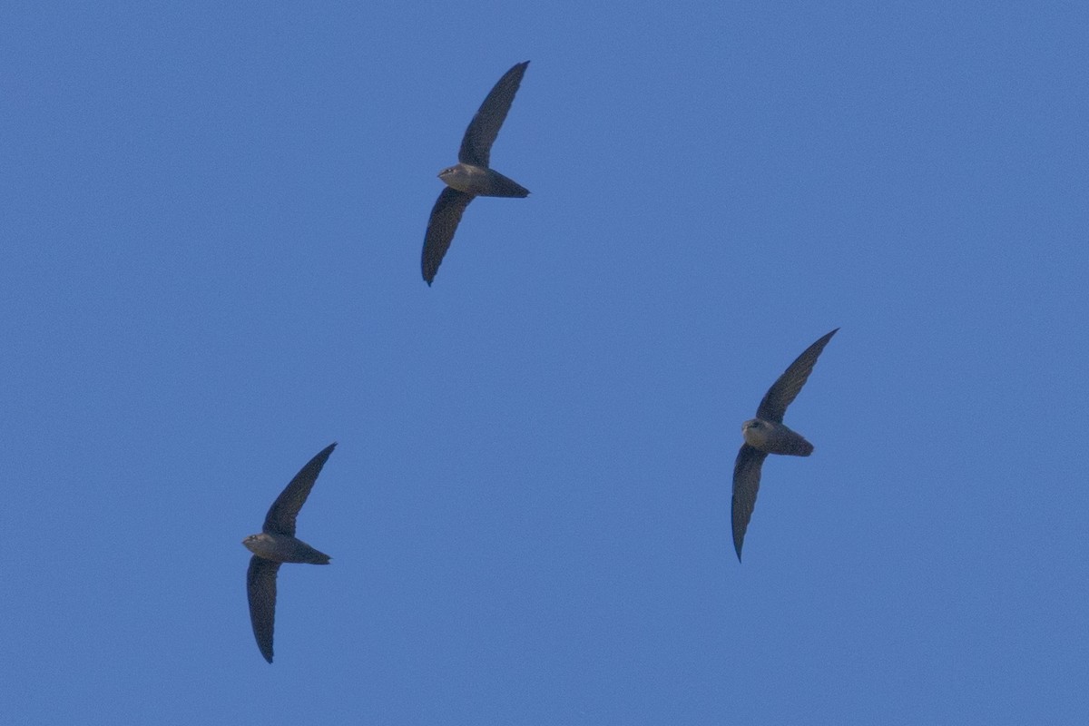 Chimney Swift - ML486497991
