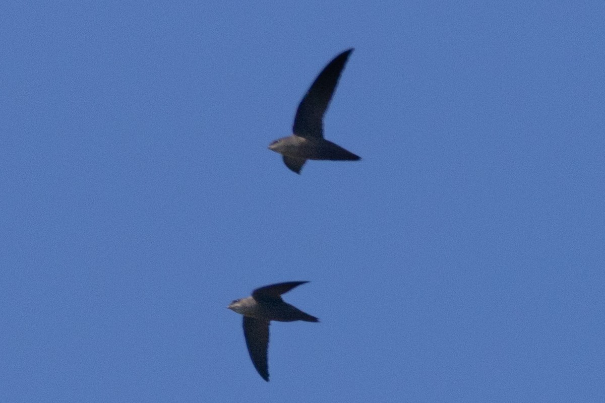 Chimney Swift - ML486498161