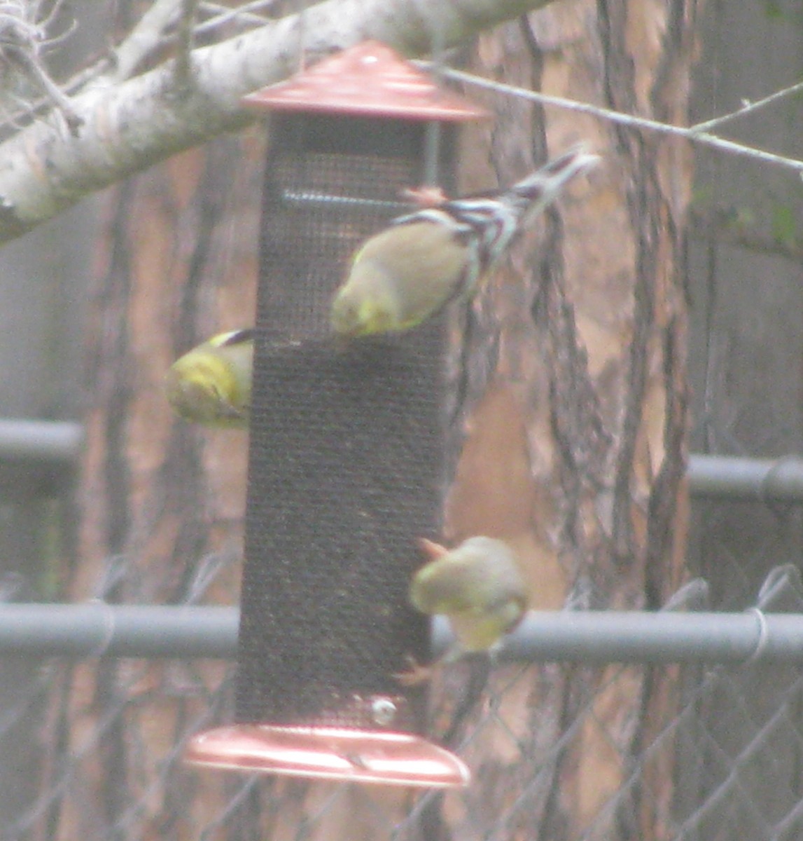 American Goldfinch - ML48649821