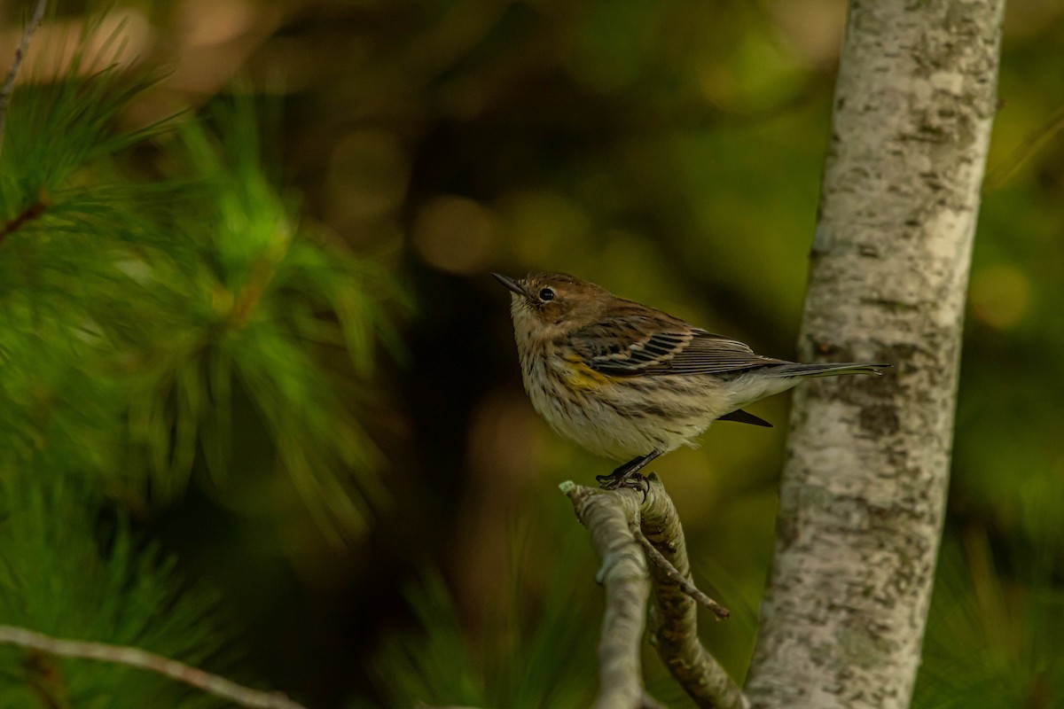 Yellow-rumped Warbler - Tobiah Gorneau