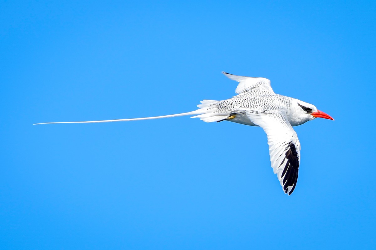 Red-billed Tropicbird - ML486498871