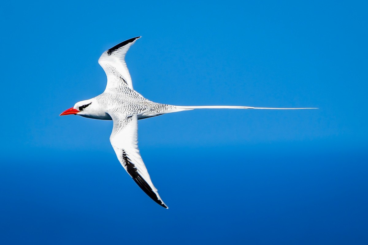 Red-billed Tropicbird - Leandro Rezende