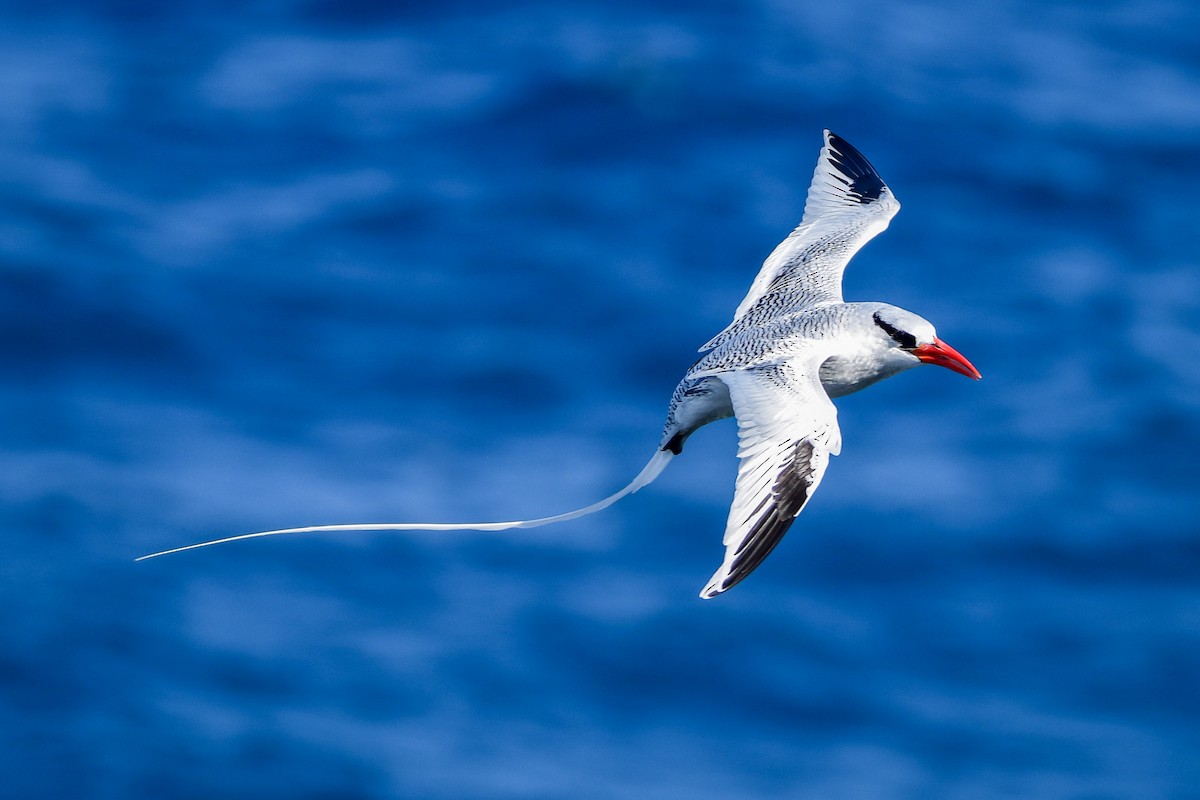 Red-billed Tropicbird - ML486498901