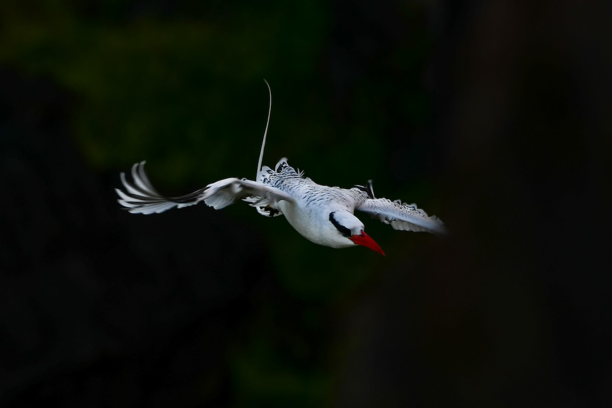 Red-billed Tropicbird - ML486498911